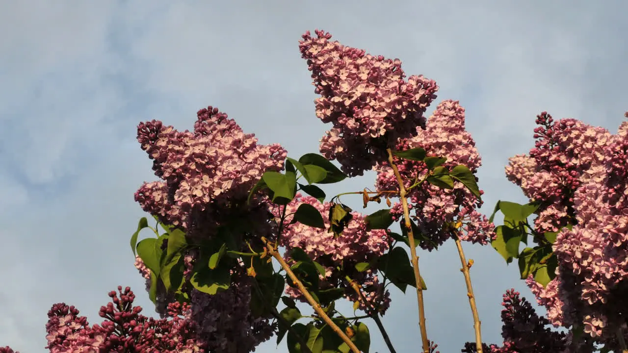 New Zealand Lilacs In Wind