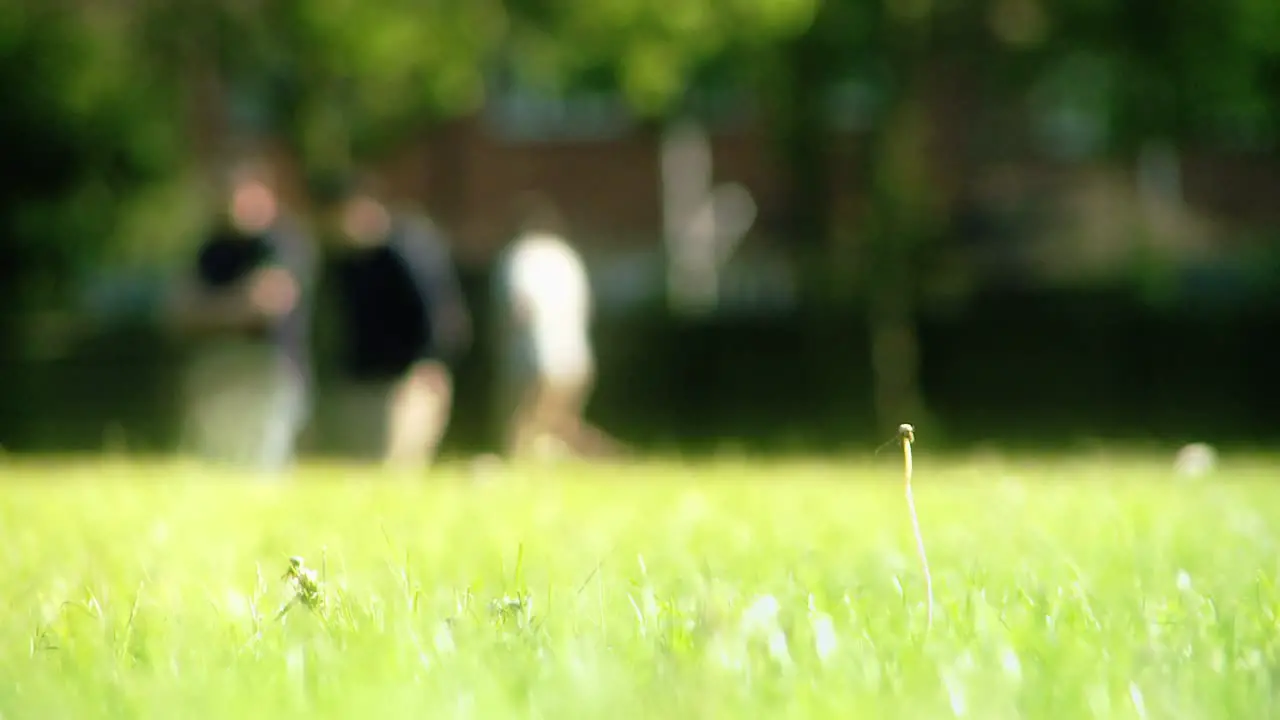 Playing Frisbee in the Park