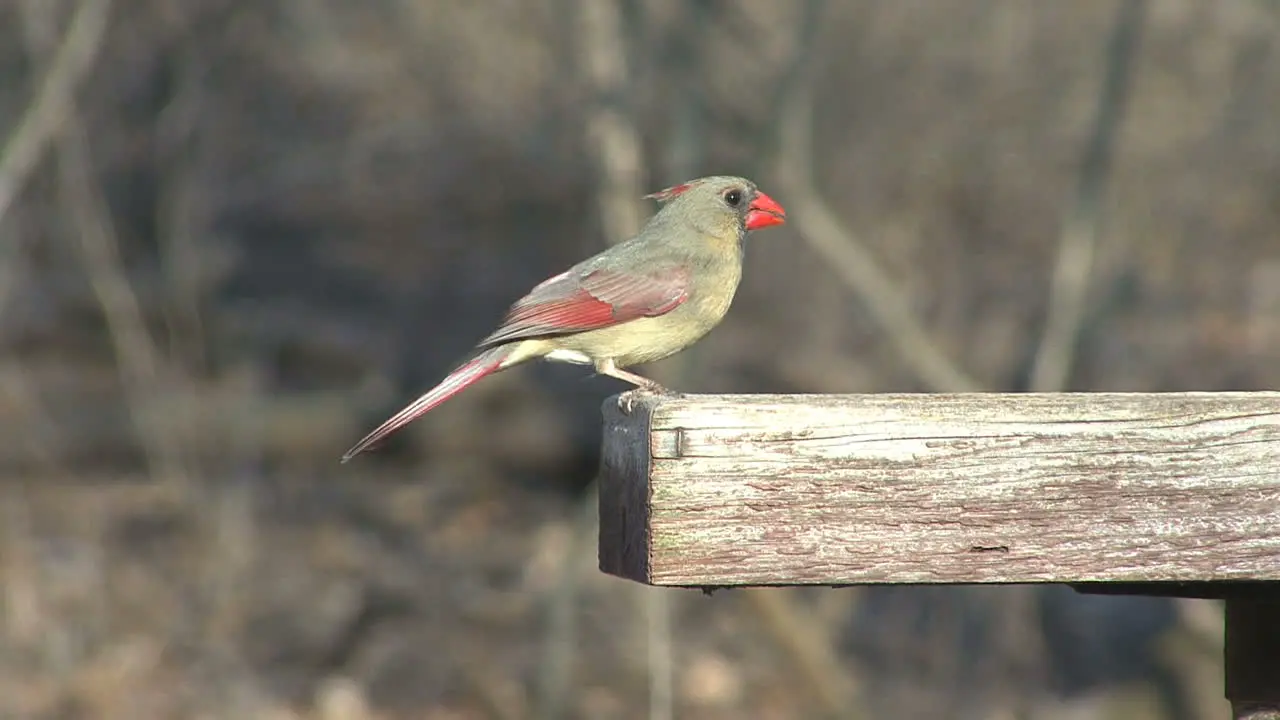 Female Cardinal feeding