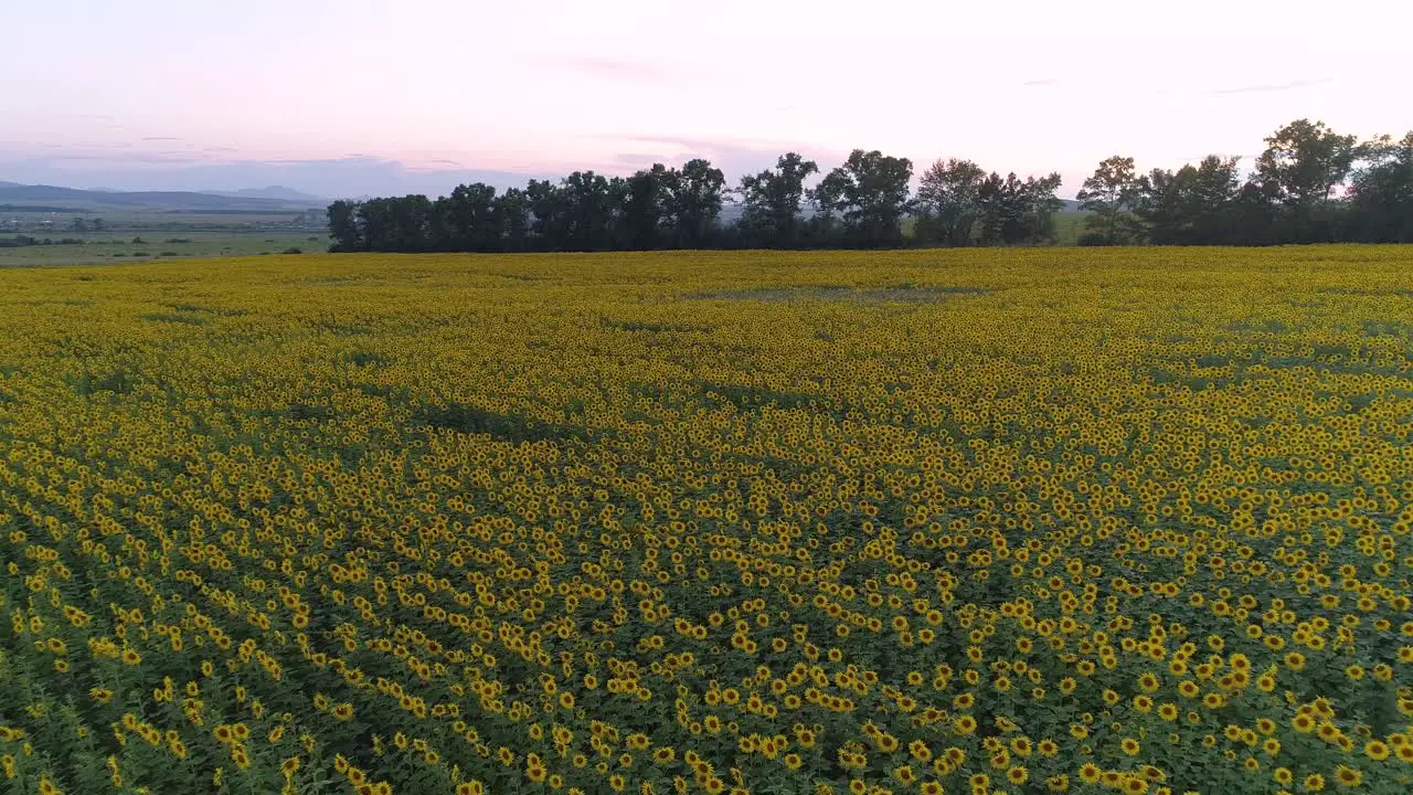 Sunflower Field