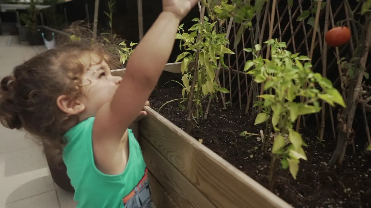 Toddler Picking A Red Tomato From Branch Of Tomato Plant Inside Wooden Vegetable Pot At Home Sustainability Concept