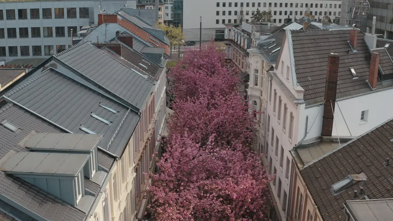 Drone Aerial drone shot of the Kirschbluete Cherry Blossom in the city in the Heerstraße Heerstreet Breitestraße Bonn Tourism 25p