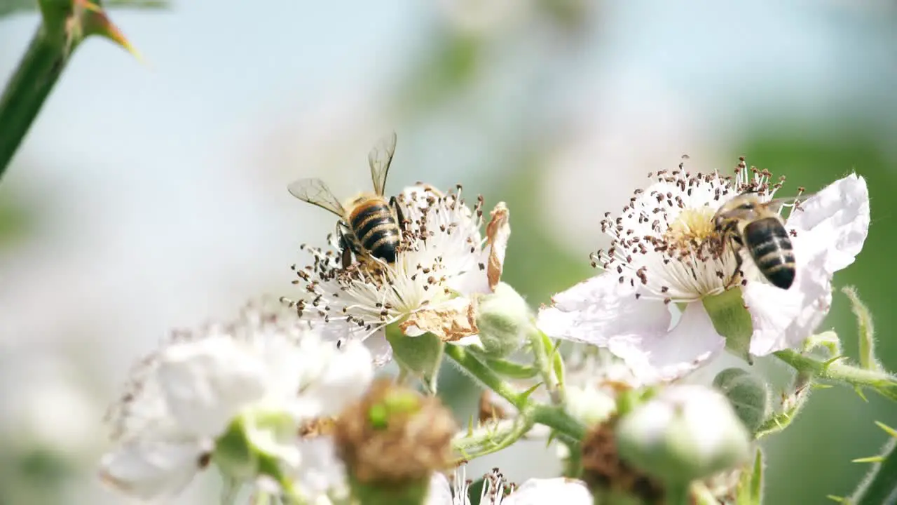 Two honey bees feed on apple blossoms and help to pollinate the trees