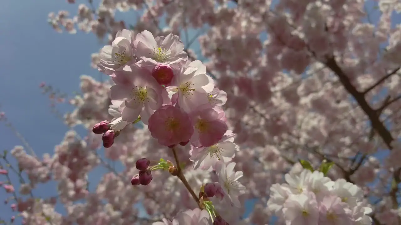 Cherry Blossom Sakura Flower Blossoming Cherry Tree In Full Bloom On Blue Sky Background Beautiful Spring Flowers Fresh Pink Flowers Beauty Of Fresh Blossoms Petals