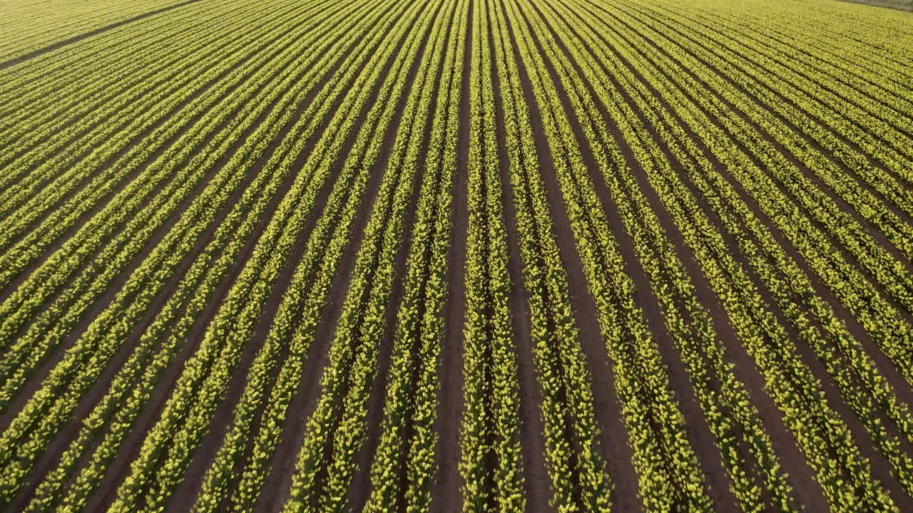 An aerial view traveling over a field of yellow daffodils in rows Aberdeenshire Scotland