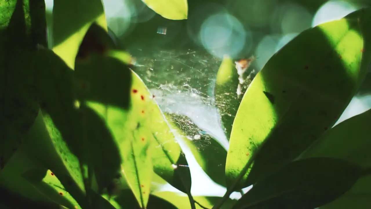 Spiders Web Between Sun Lit Leaves