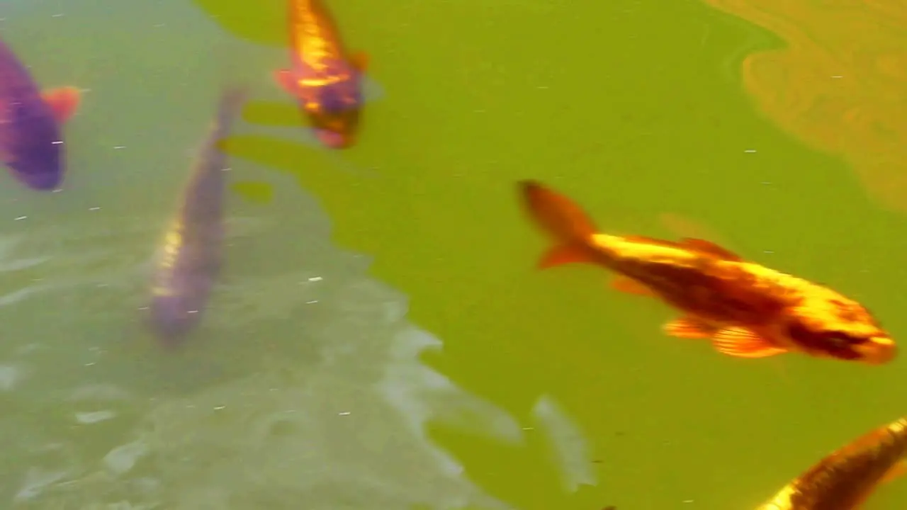 Large Colored varieties of Amur carp swimming arround in a pond