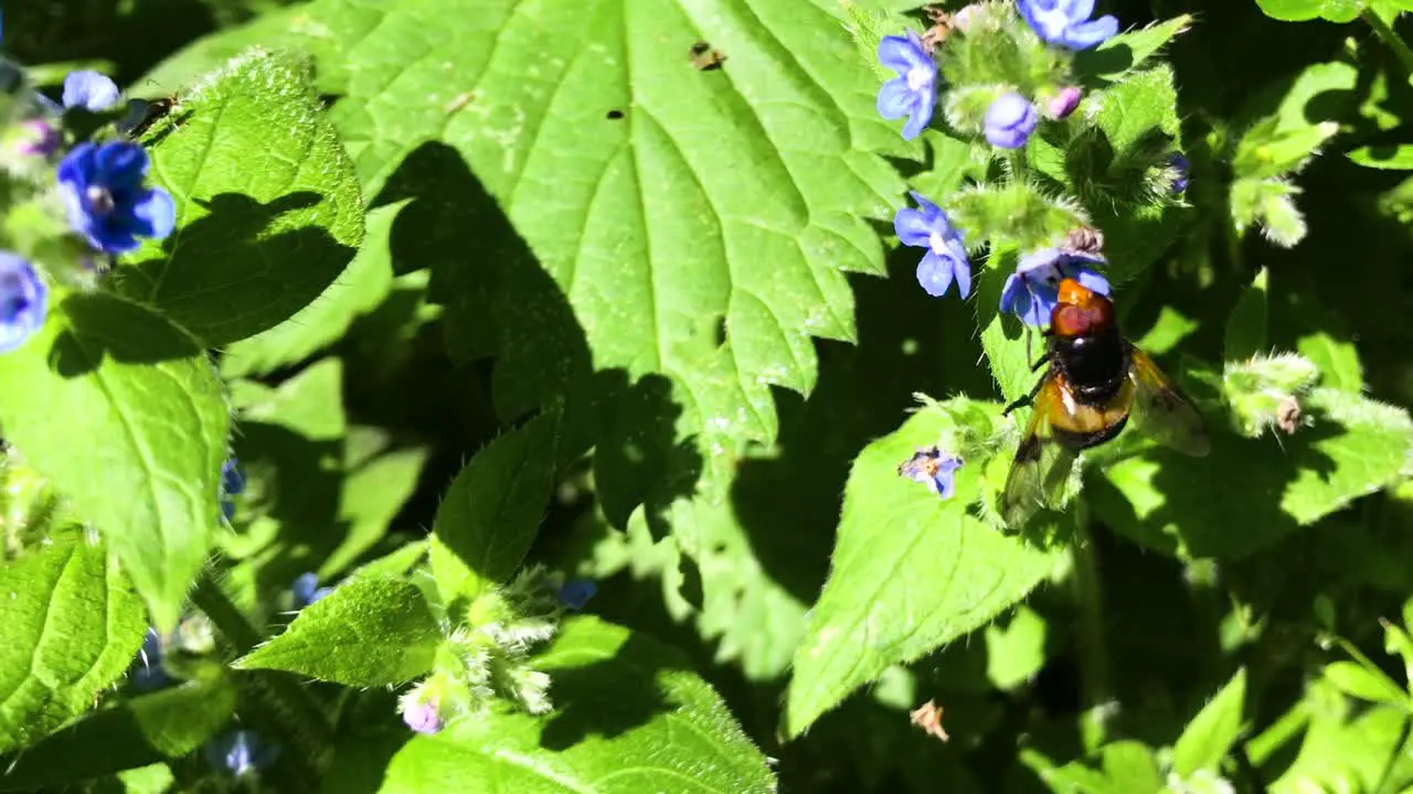 Close up shot of bee