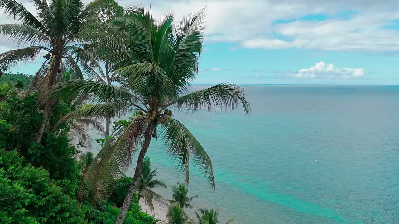 Palm tree in a tropical paradise