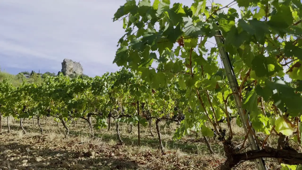 Wine plant in France in Provence with several vines in the background and a stone rock in between in the sun