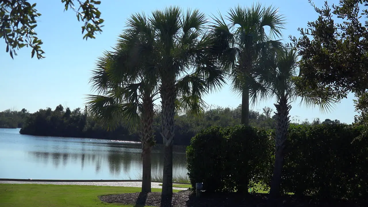 South Carolina palms and a lake