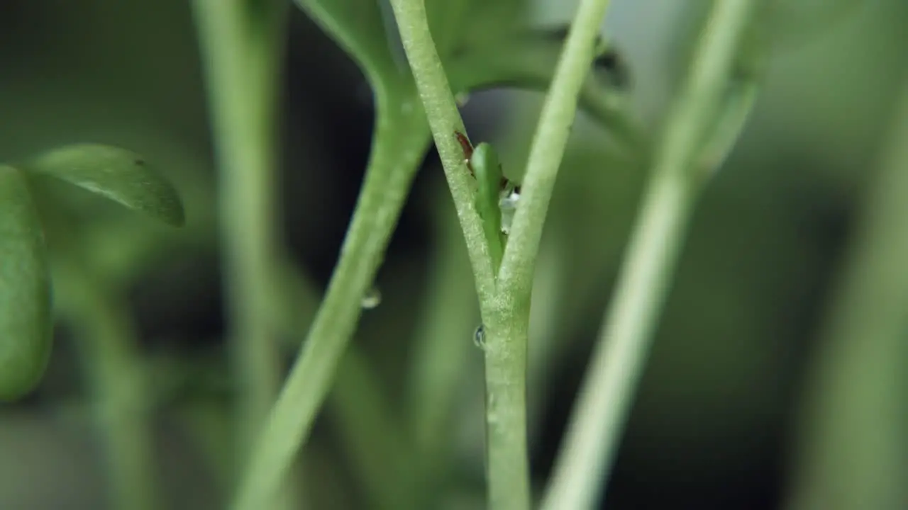 Rain drops falling on the plant stalks 