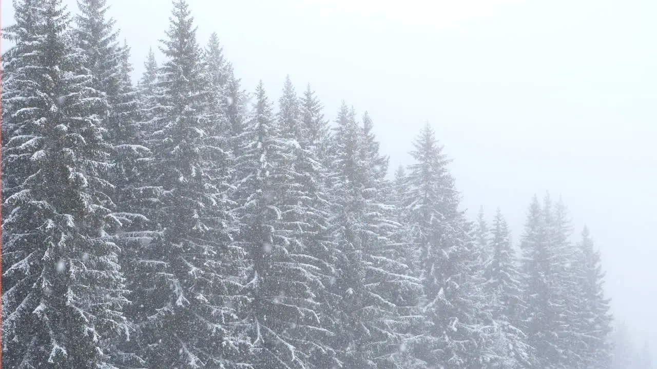 Coniferous tree tops during snowfall Static slomo