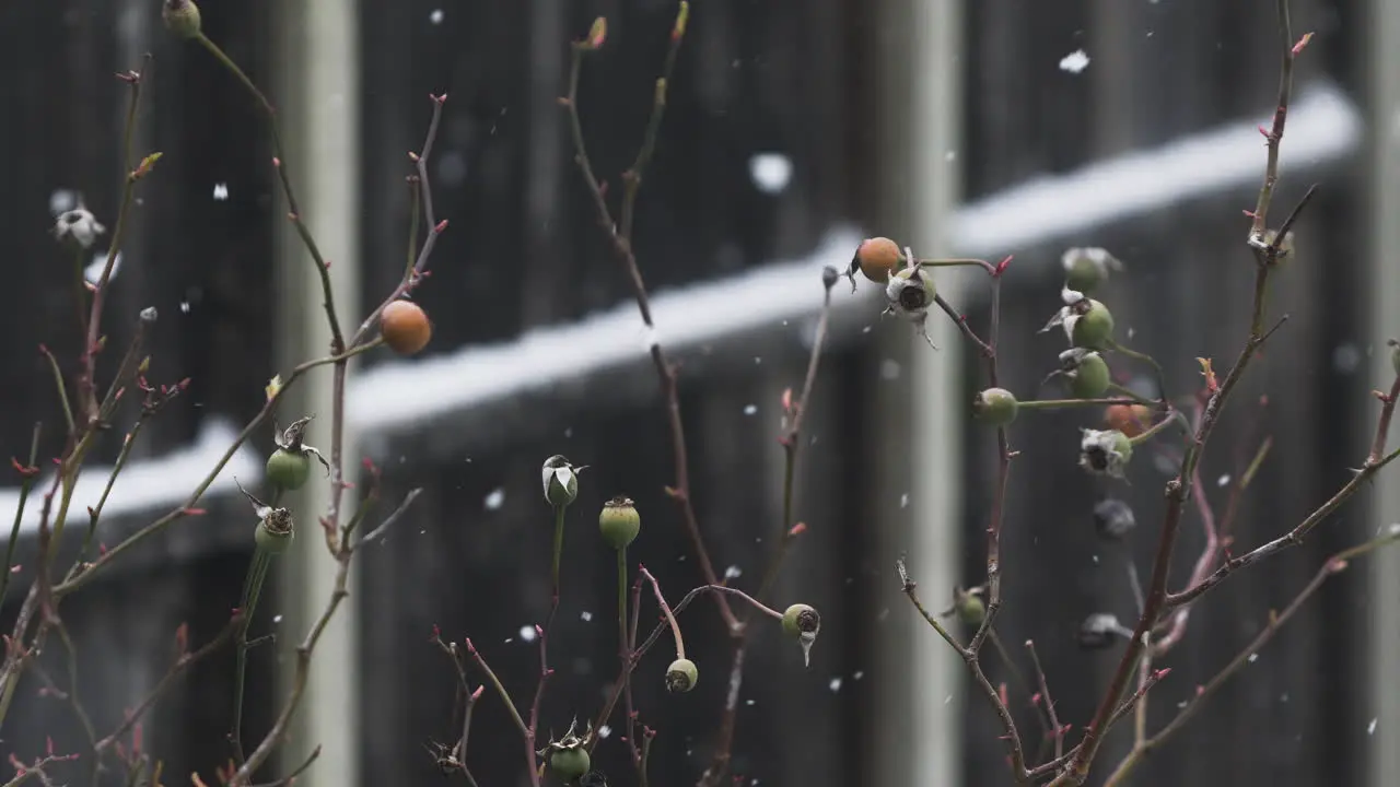 Snow Gently Falling On Garden Rose Buds Plant Outside