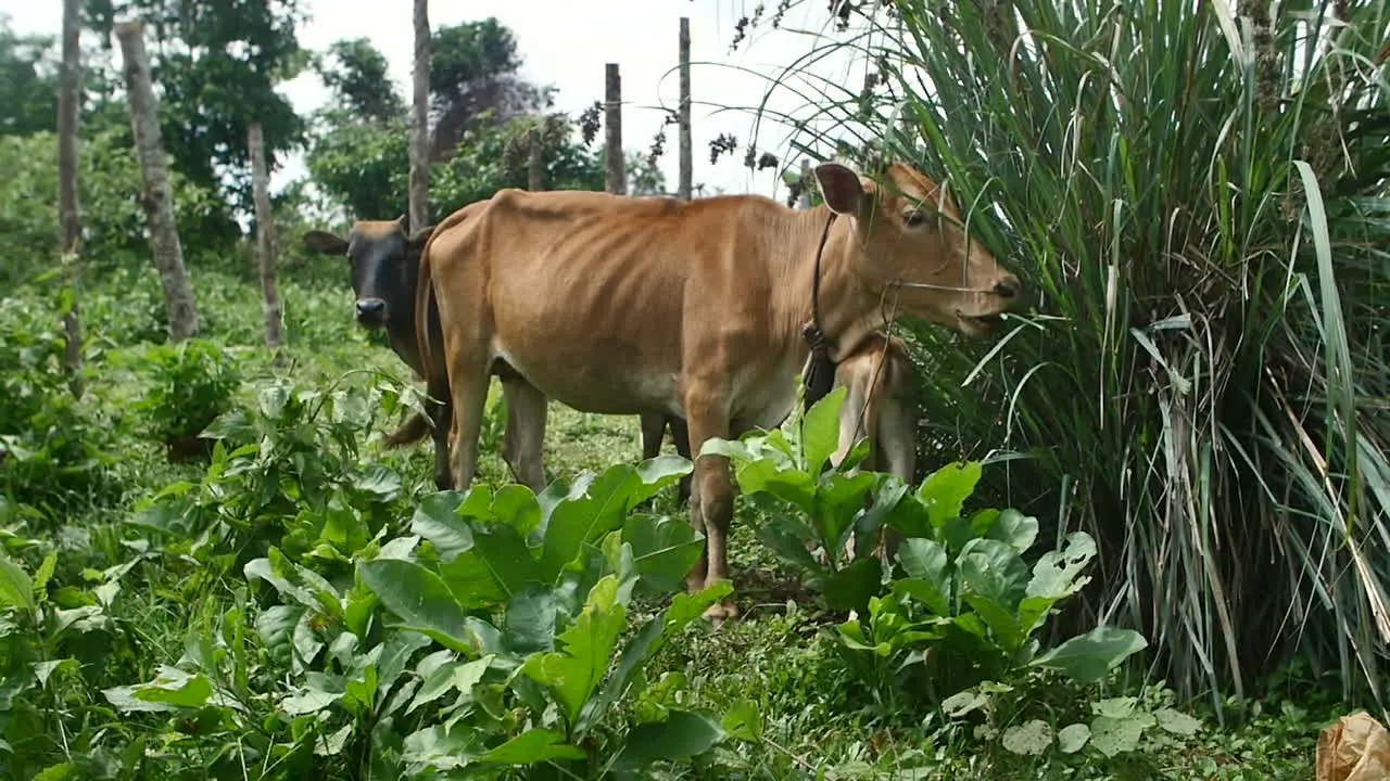 Cows in a Mondolkiri village in Cambodia