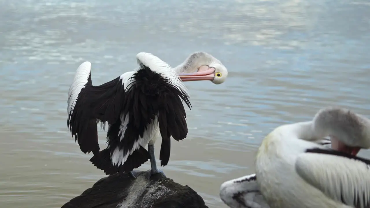 pelicans cleaning their feathers on a rock