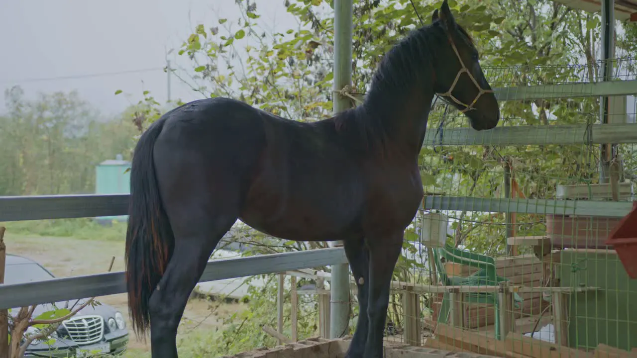 horse animal wildlife closeup nature