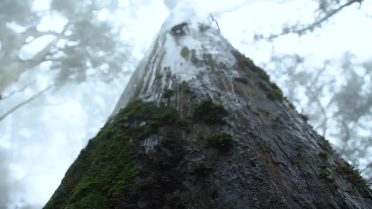 Low Angle Shot Of Tree With Covered With Fog And Water Drops Dripping Off Of It Bad Weather Concept