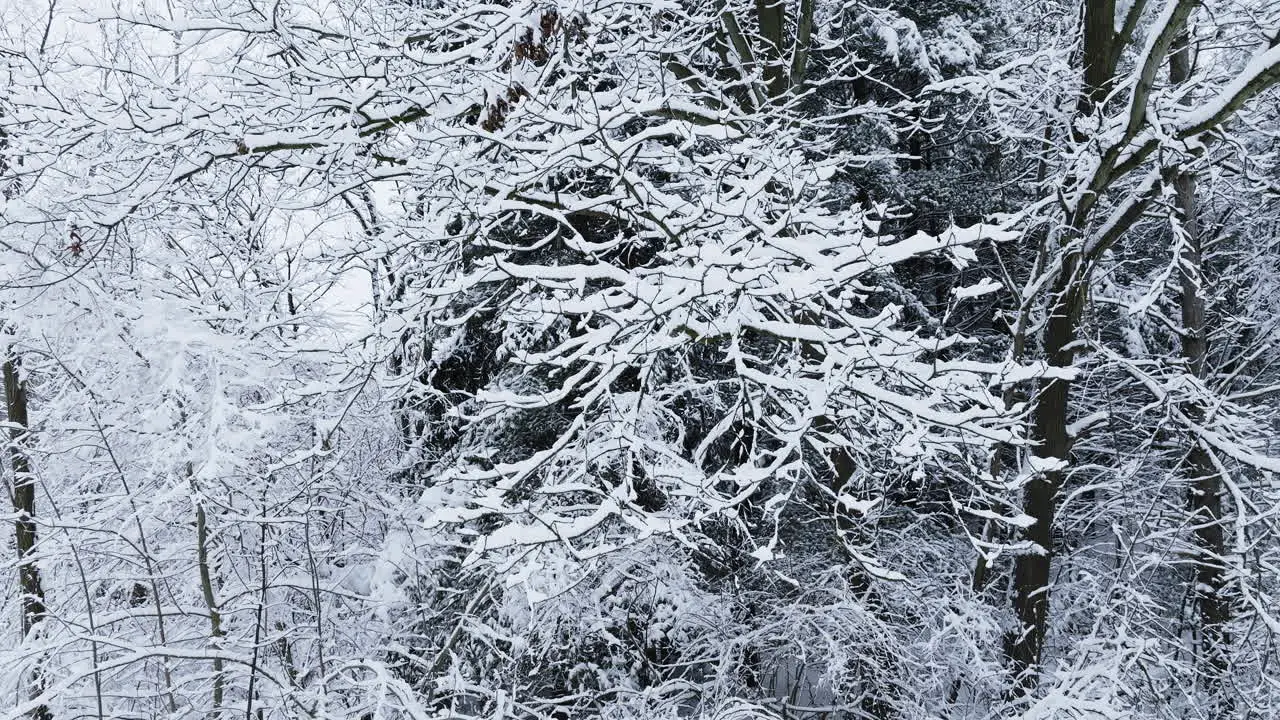 Drone shot slowly rising up snow covered tree