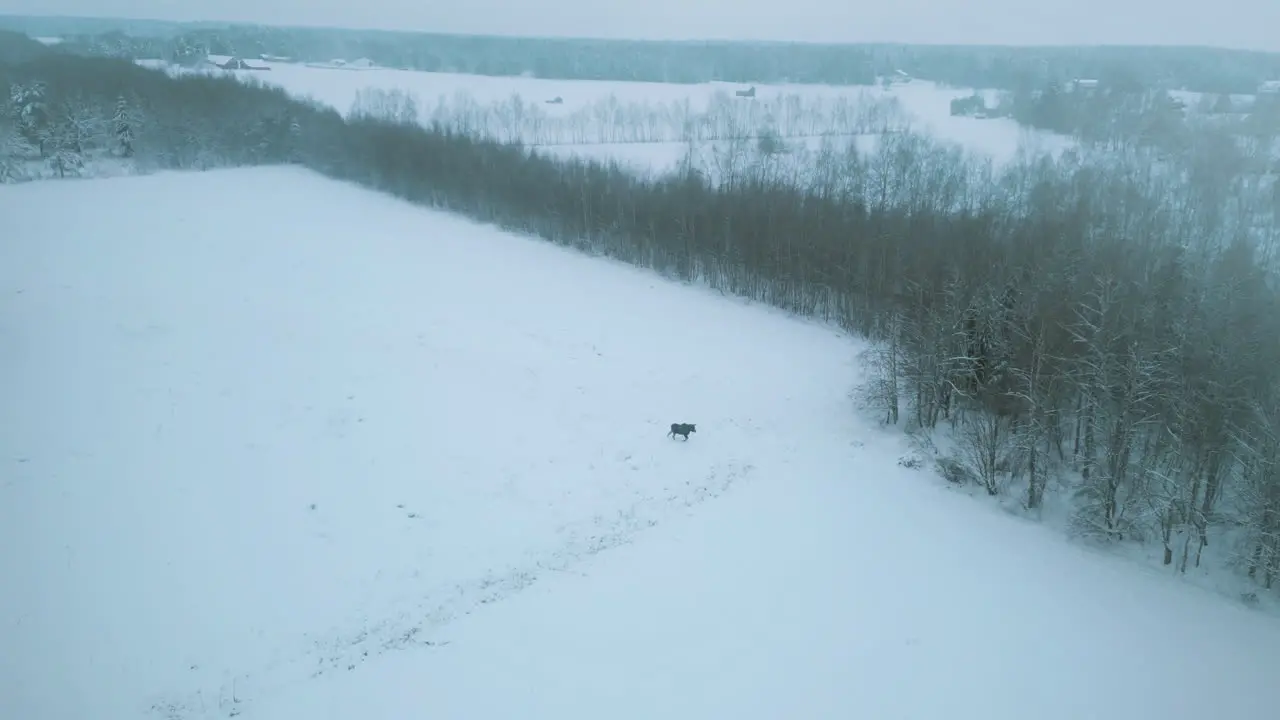 arctic moose grazing in the snow of a vast landscape