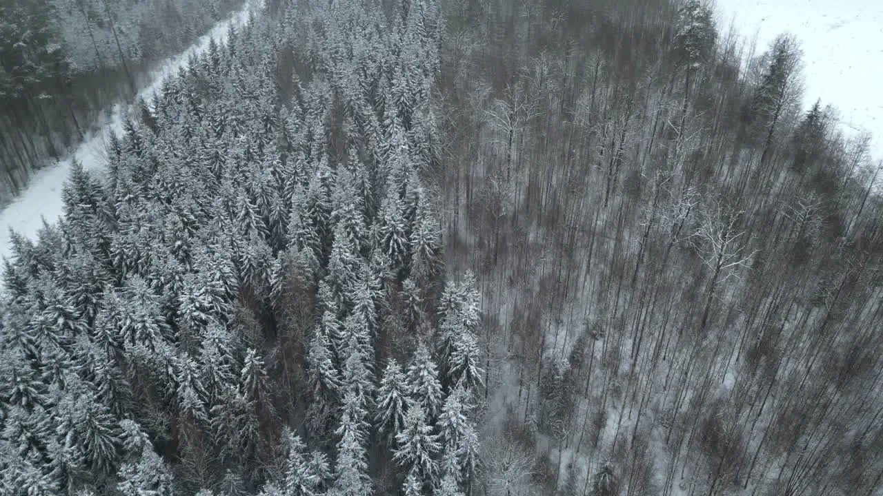 Snow-covered Forest With Spruce Trees During Winter In Sweden