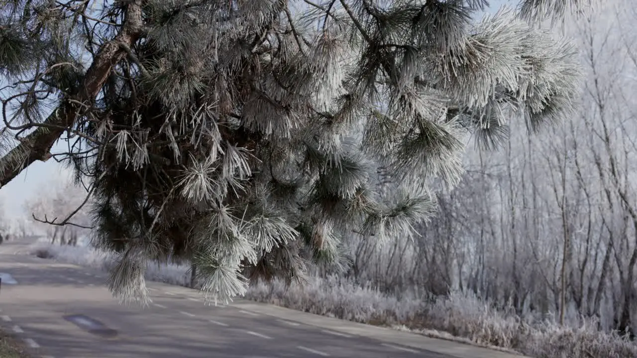 White Pine Trees Along The Road During Winter In Galati Romania