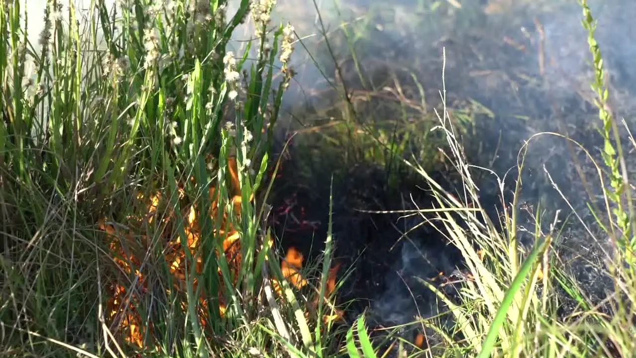 Fire and smoke burning grass and bush of the field in Uruguay South America close up