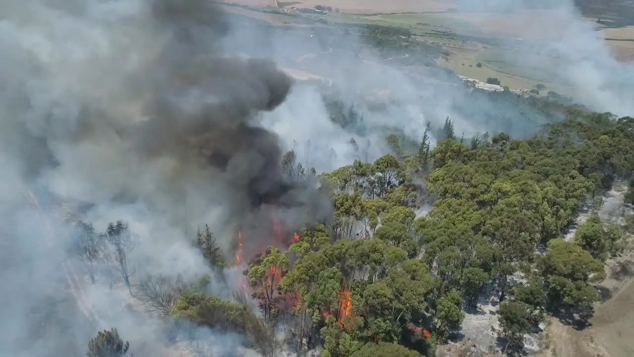 Aerial Fire raging through blue gum stand in high-winds