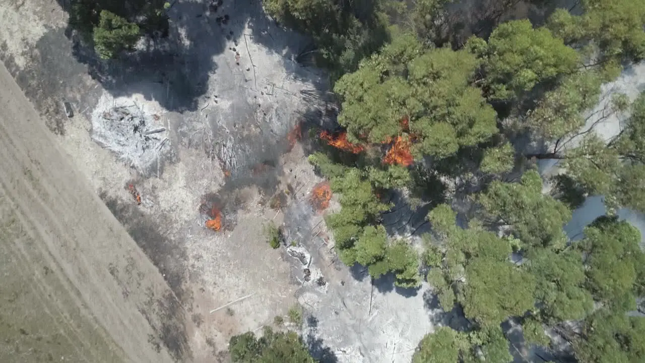 Aerial Top-down view of bushfire running through blue gum trees