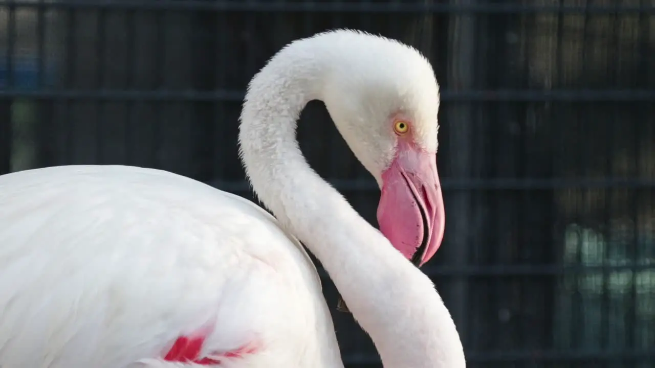 Greater flamingo in its beauty standing in the sun