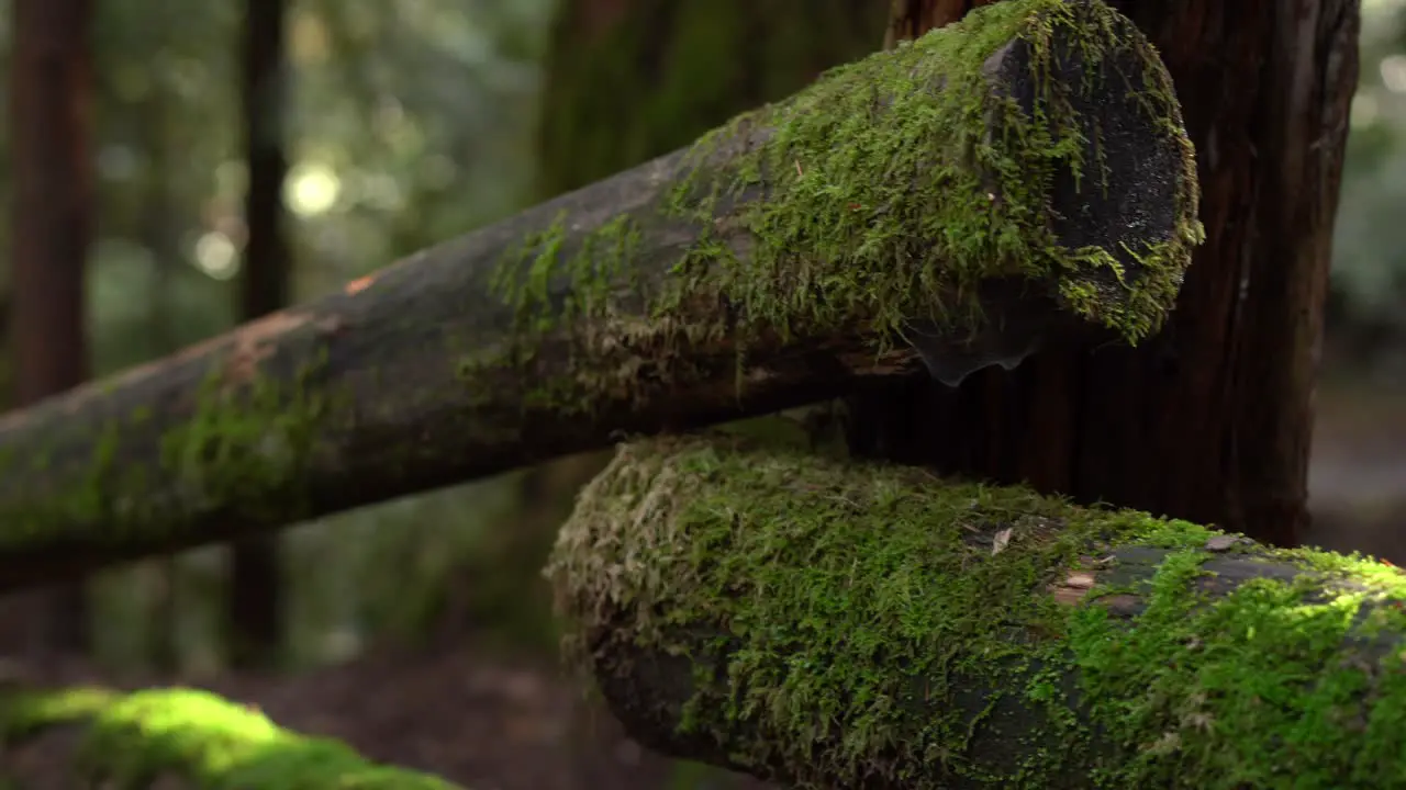 Green Mossy Trees in rainforest