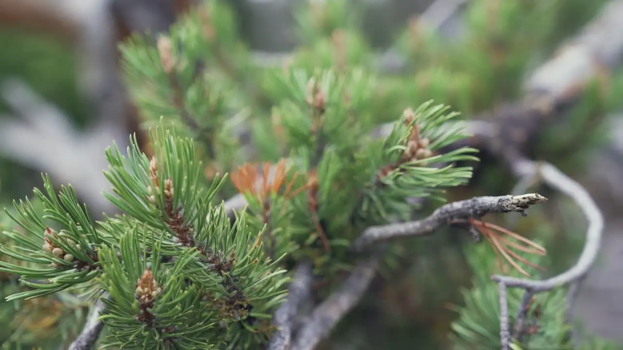 Slow motion close up of an evergreen tree