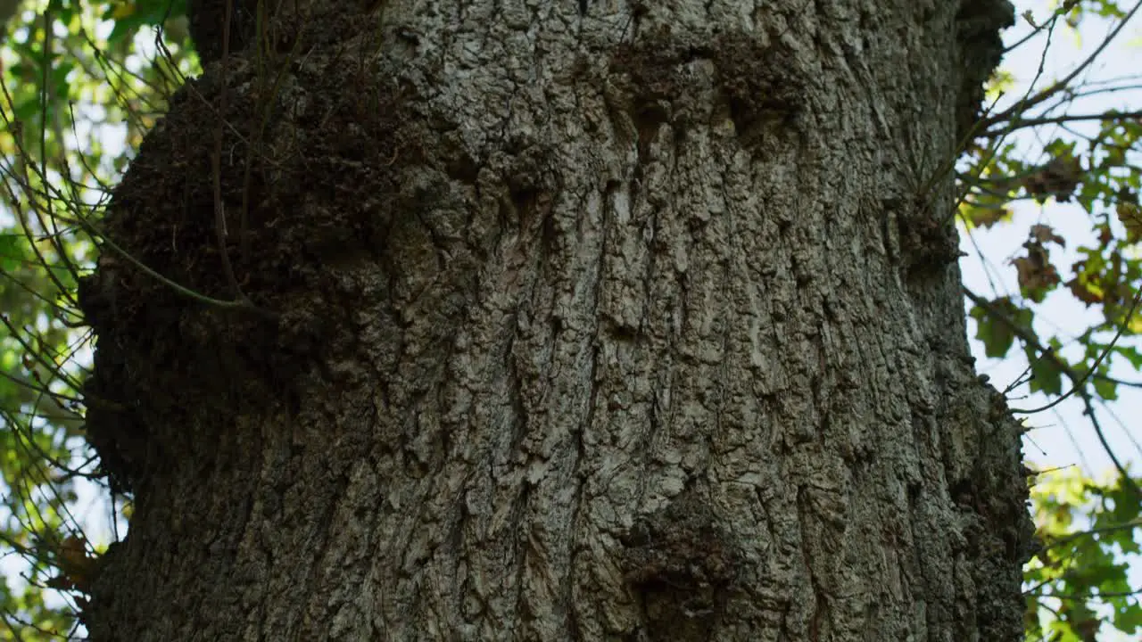 Sunrise Tree Bark Tracking Forward Tilt Up to Sunlit Leaves Slow Motion 4K