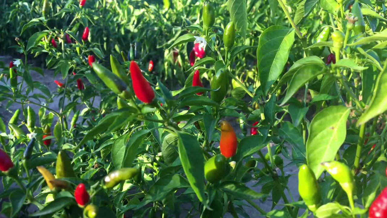 Red hot chili peppers Spicy food Organic ingredients