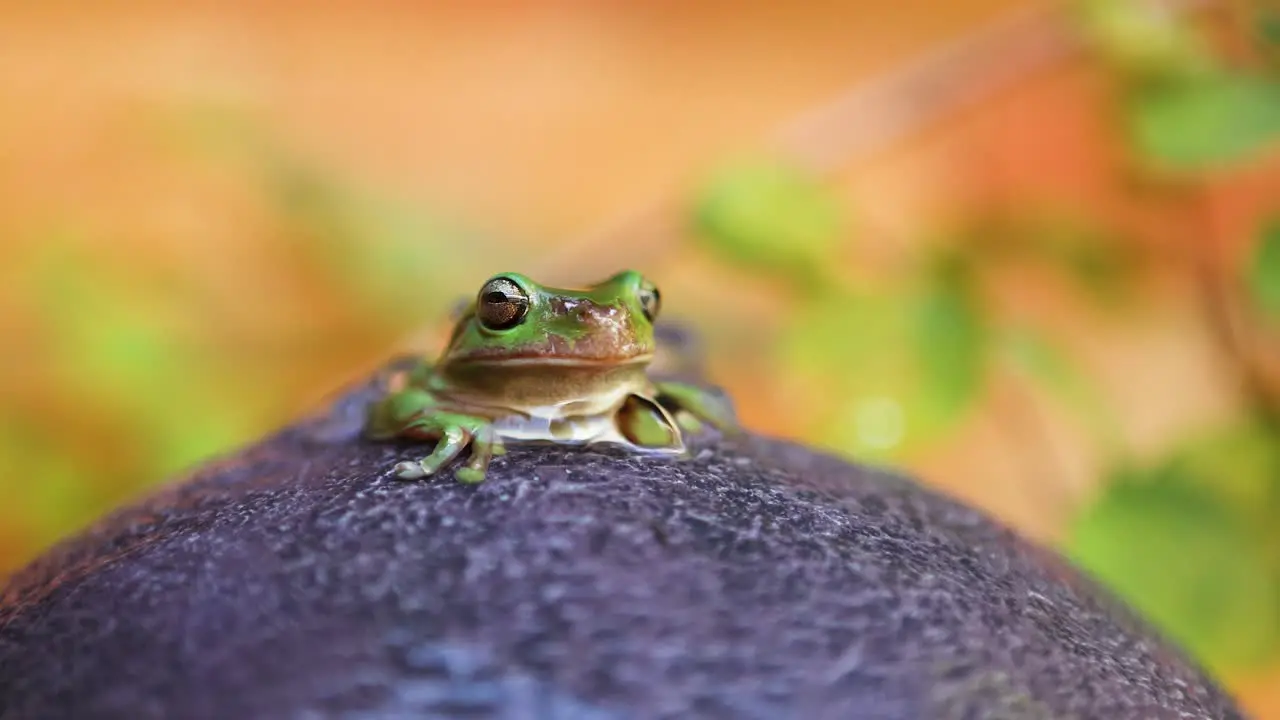 Australian Green tree frog rests in a water feature slow motion