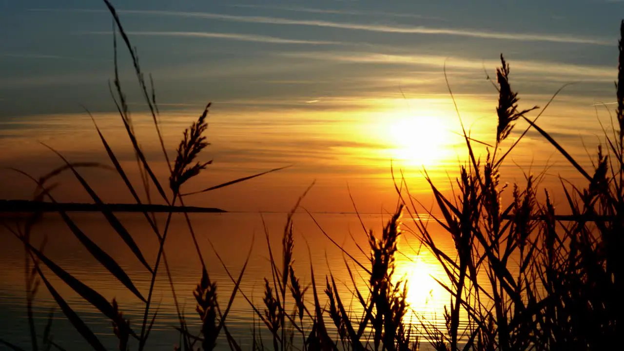 medium wide shot of golden sunset over water with waving grass in the foreground