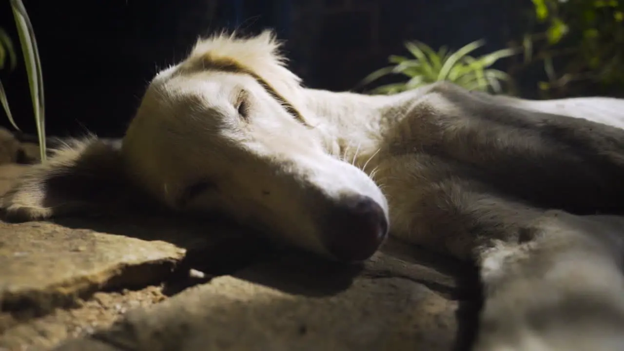 Slow smooth zoom of a dog sleeping