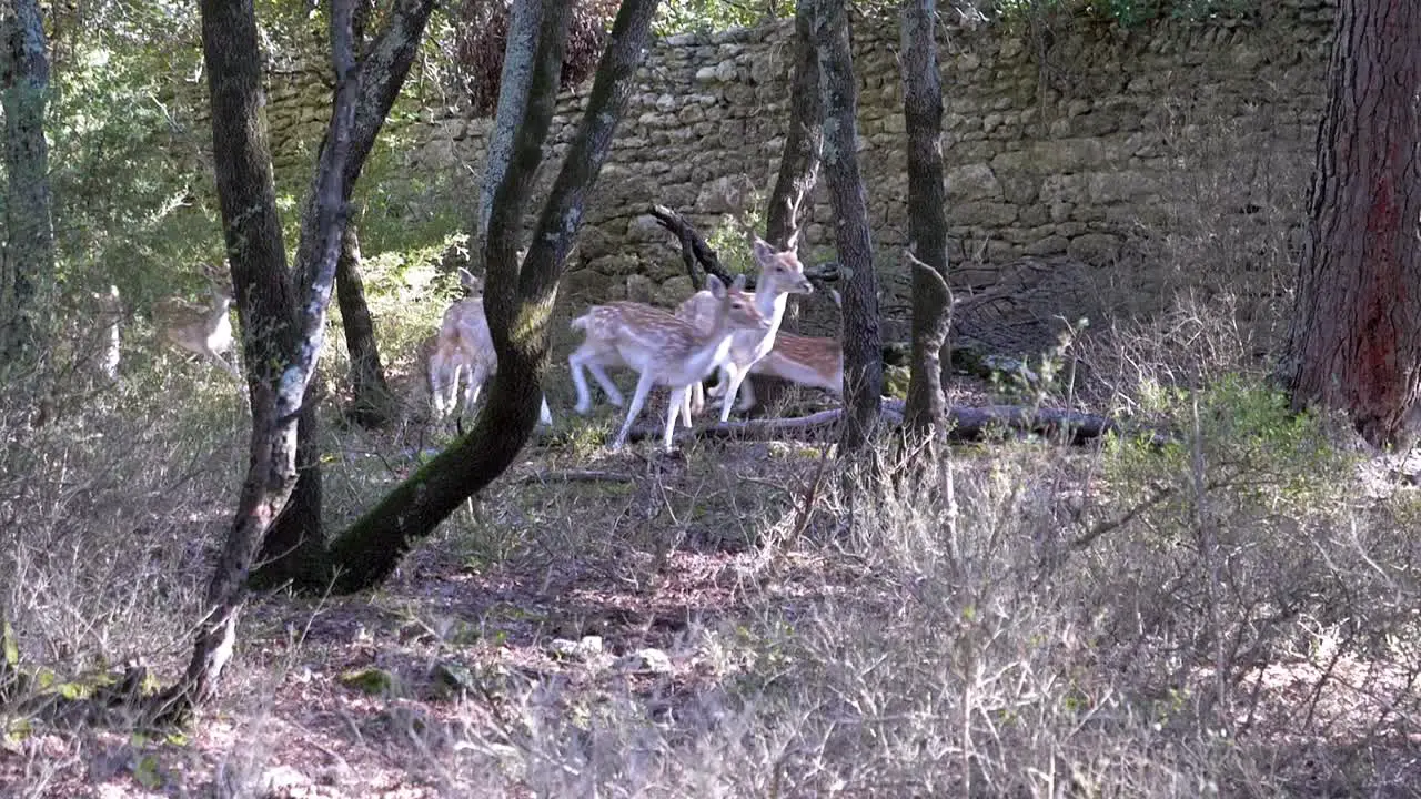 In a picturesque woodland setting small herd of white fallow deer burst into sprint