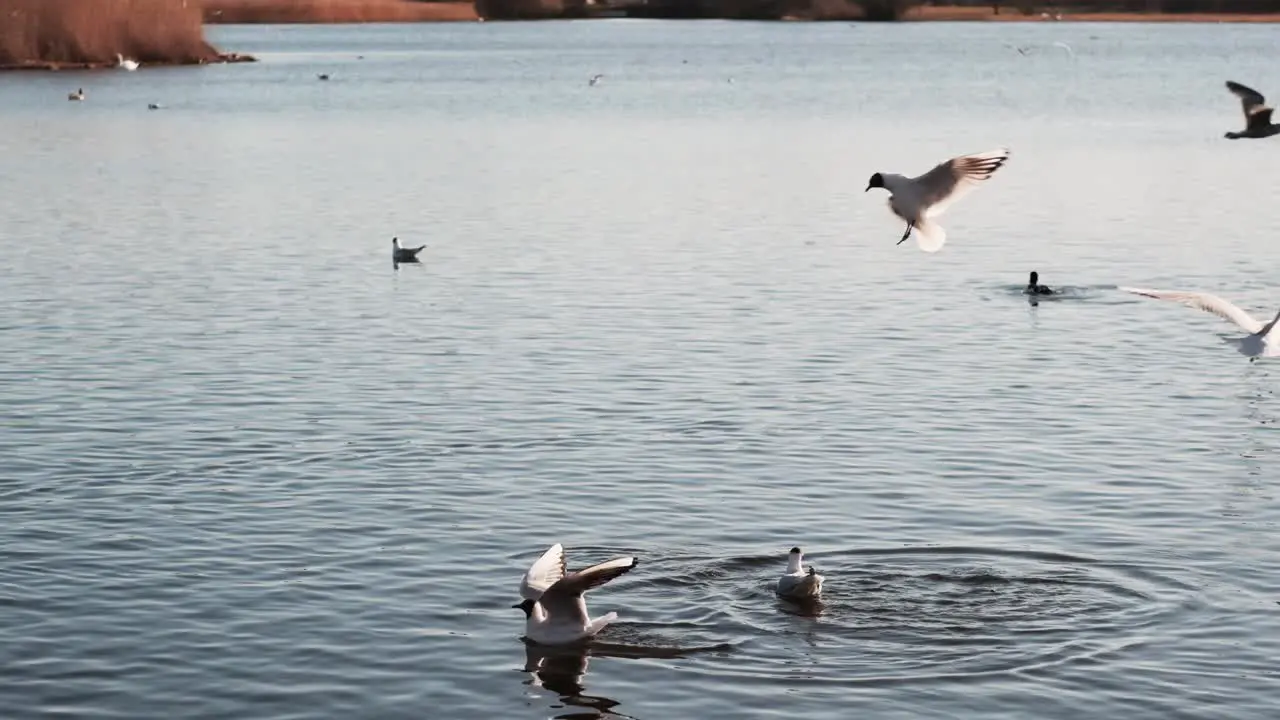 Gulls flying over lake in evening light slow motion