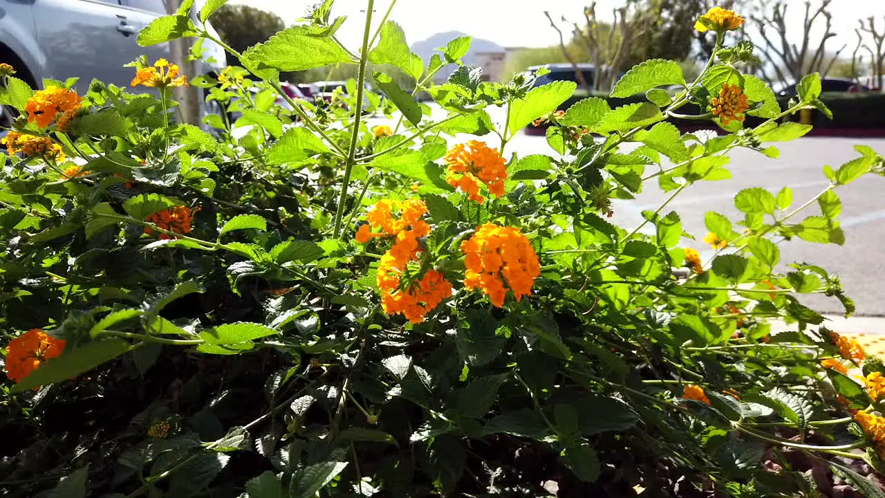 Nasturtium shrub in growing in sunny carpark