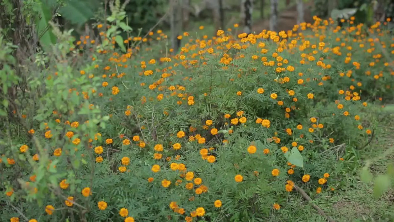 Marigold plant with yellow flowers growing in shrubs