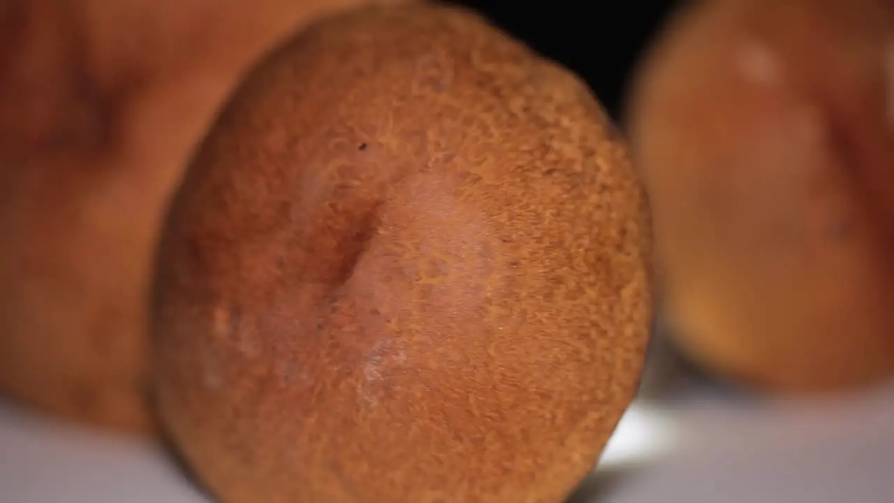 Wild mushroom Orange Birch Bolete