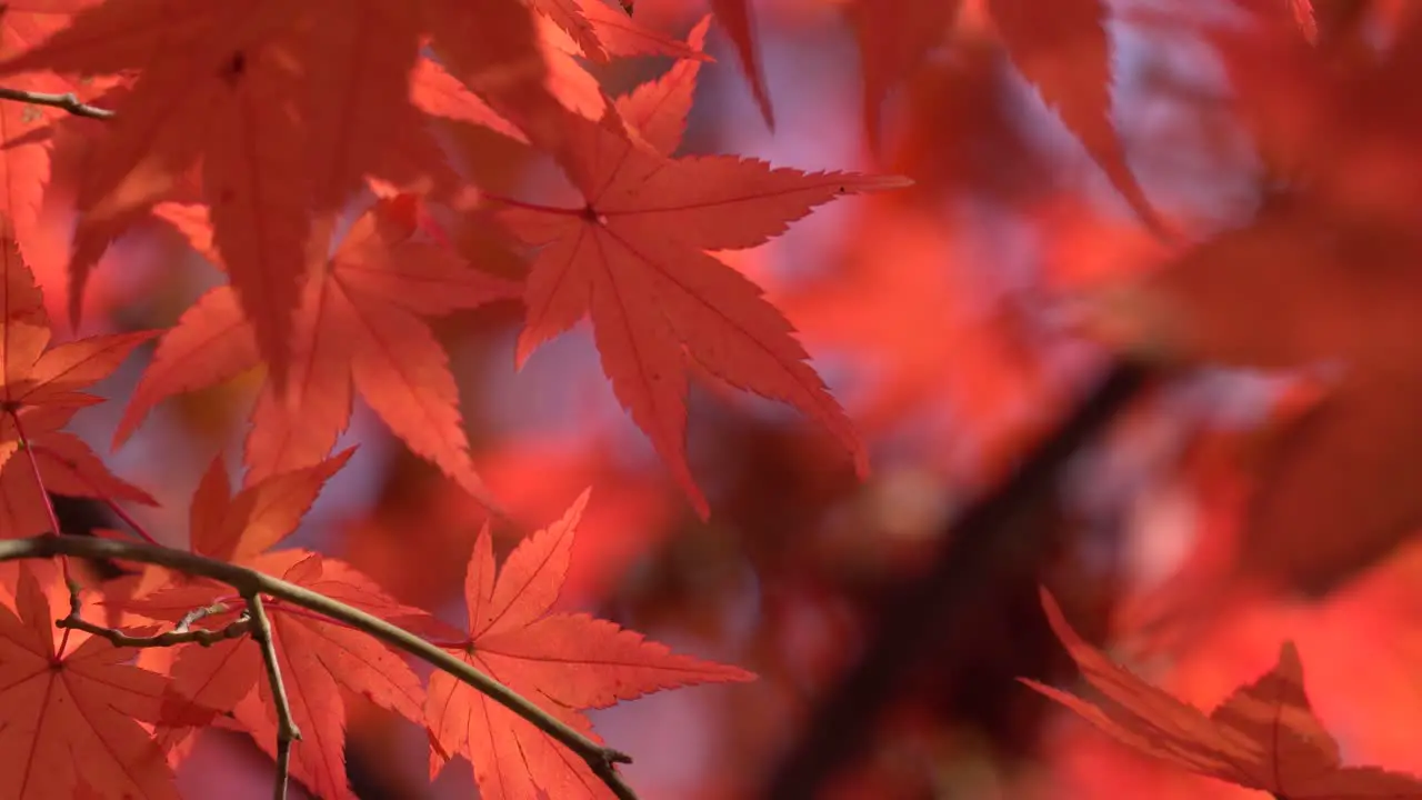 Red color maple tree leaves on blurred background in November Park