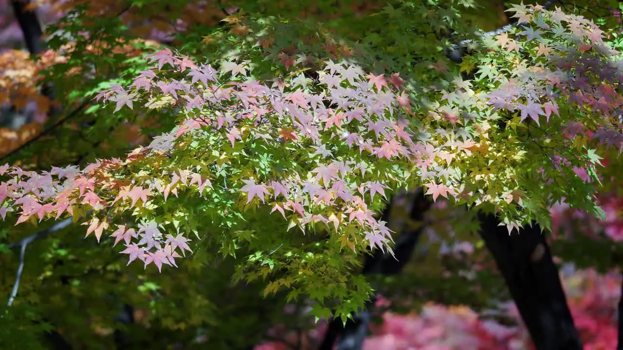 Autumn Maple Tree branches under sunlight in South Korea