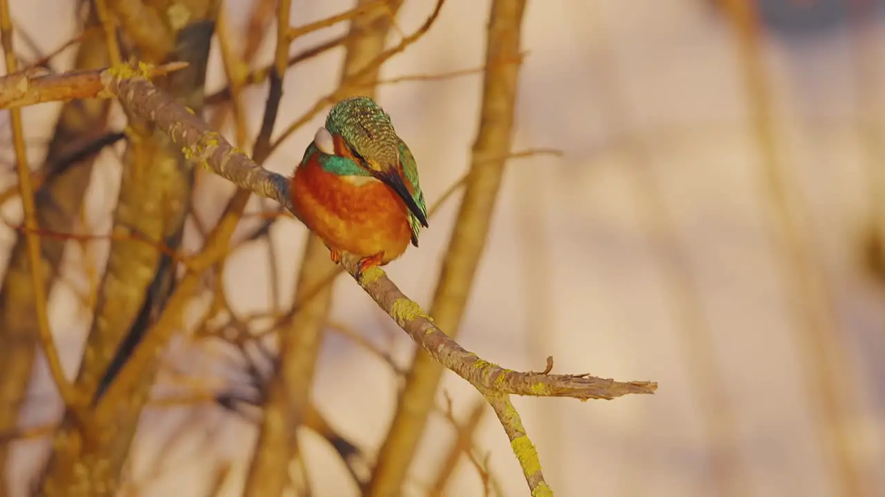 Common Kingfisher Nosedives from Brach of Tree Close Up Slow Motion View