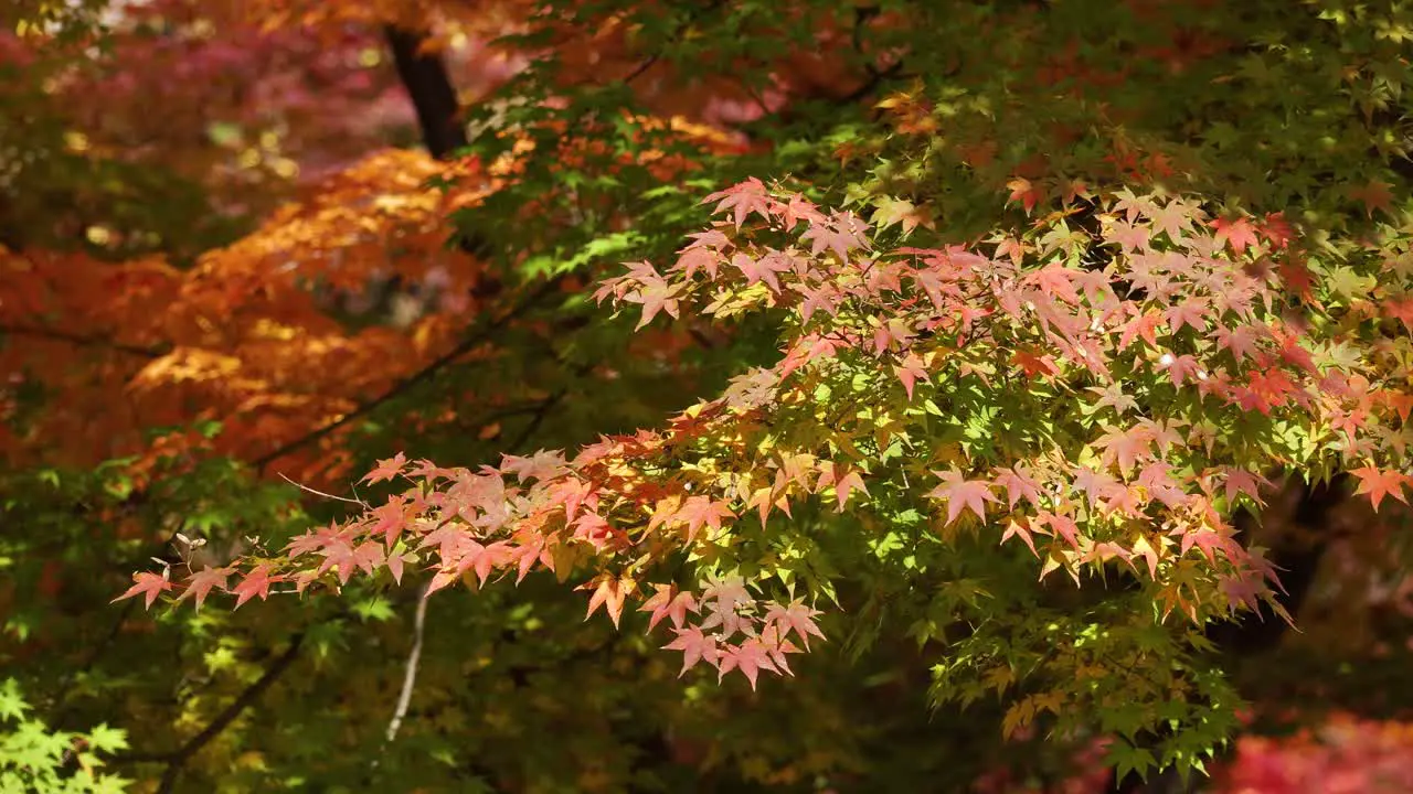 Colorful Autumn maple leaves moving with breeze in Japan