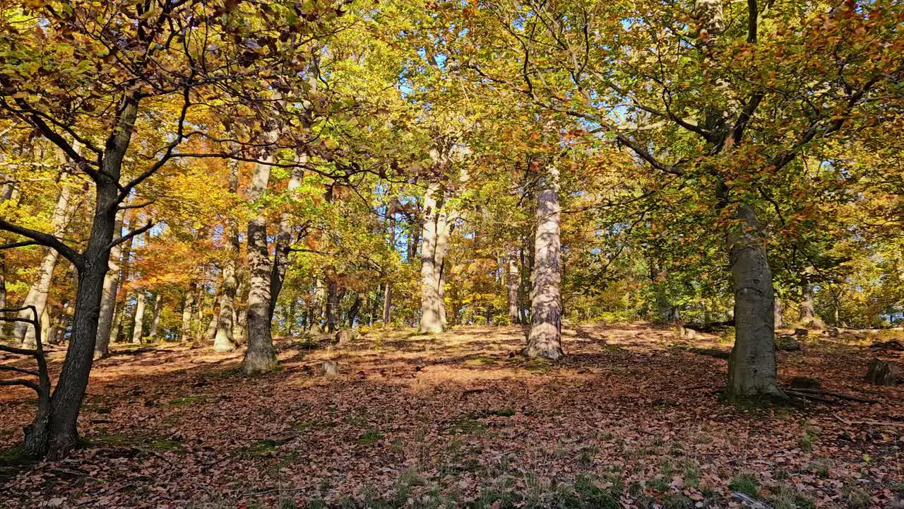 Evening in autumn forest