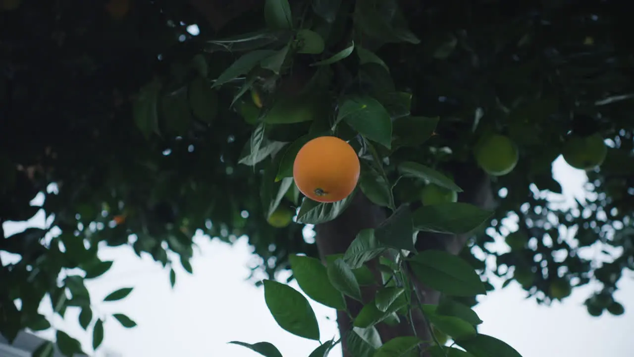 Hand Reaches out to Touch Ripe Orange Hanging on Tree in Daytime