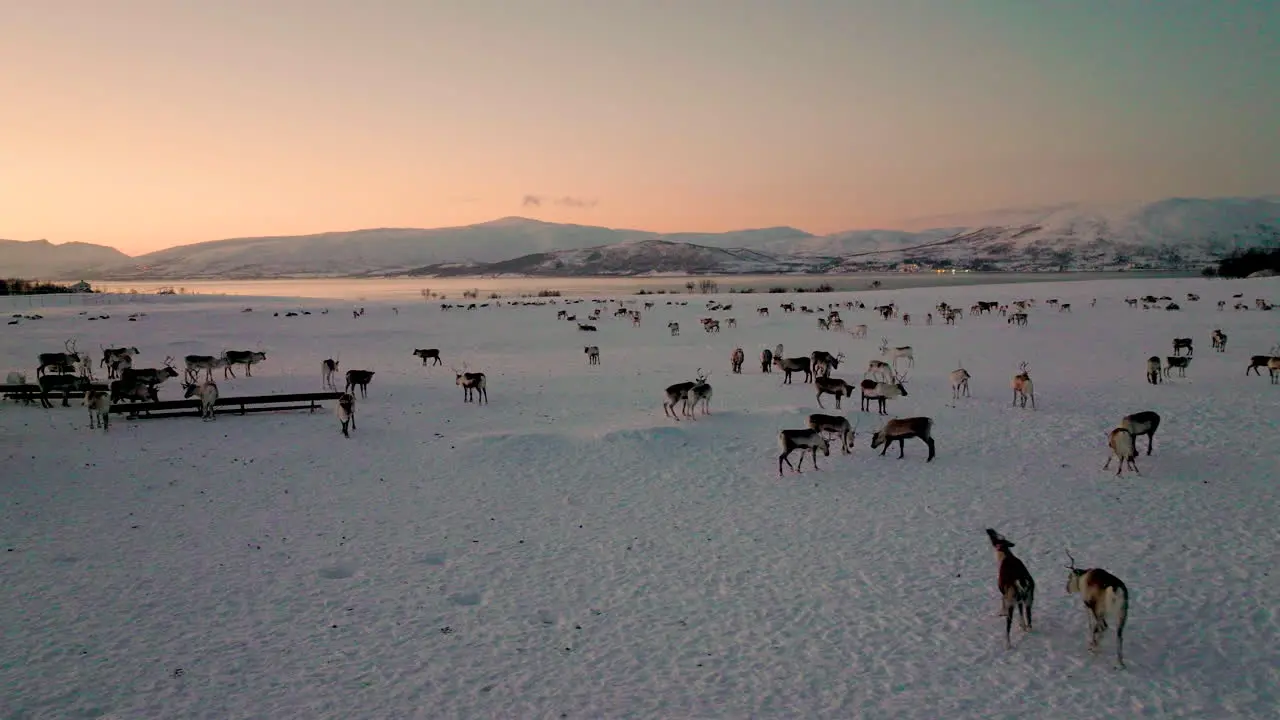 Crowdy drove of relaxed reindeers lying and walking on icy frozen snow at sunset