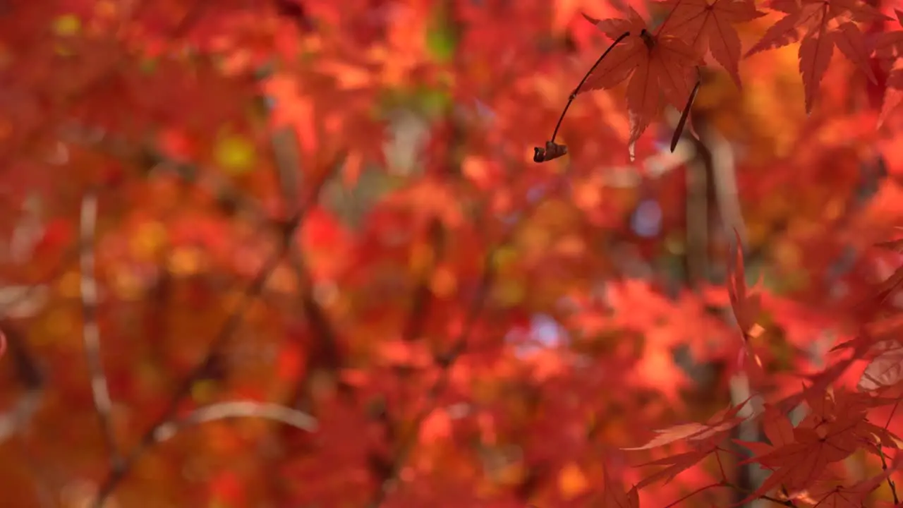 Orange Maple leaf dancing hanging on spiderweb fiber in Autumn forest macro